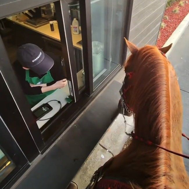 [서울=뉴시스] 미국의 한 스타벅스 드라이브스루 매장에 자동차 대신 말을 타고 음료를 주문하러 온 손님이 온라인상에서 화제다. (사진=틱톡 캡처) *재판매 및 DB 금지