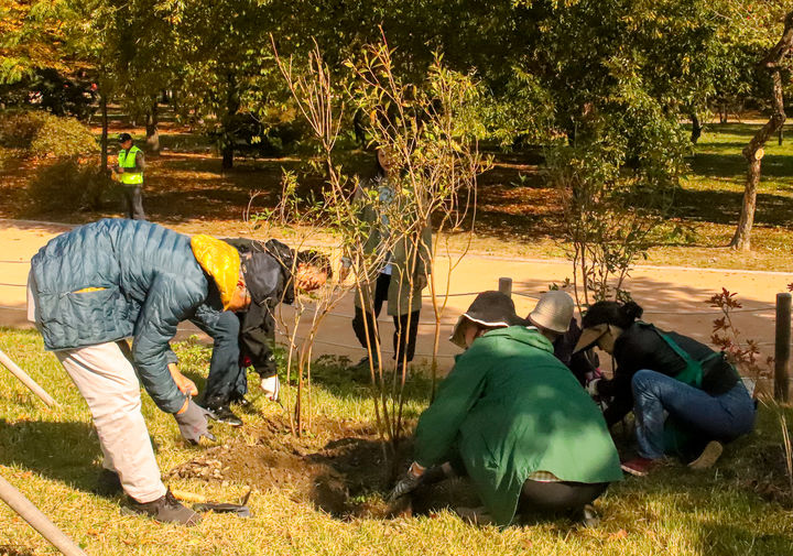 시민들이 '창경궁 궁궐숲 가꾸기'에 참여해 나무를 심고 있다. (사진=국민은행 제공) *재판매 및 DB 금지