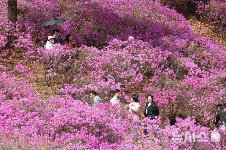 [안양=뉴시스] 진달래가 활짝핀 축제 현장을 찾은 시민들이 즐거운 한때를 보내고 있다. (사진=독자 제공) 2026.04.05. photo@newsis.com