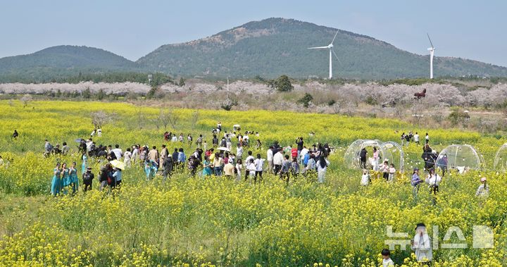 [제주=뉴시스] 오영재 기자 = 맑은 날씨를 보인 5일 오전 제주 서귀포시 표선면 가시리 조랑말체험공원에서 열린 제43회 서귀포유채꽃축제에서 방문객들이 즐거운 시간을 보내고 있다. 2026.04.05. oyj4343@newsis.com