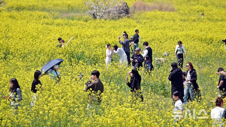 [제주=뉴시스] 오영재 기자 = 맑은 날씨를 보인 5일 오전 제주 서귀포시 표선면 가시리 조랑말체험공원에서 열린 제43회 서귀포유채꽃축제에서 방문객들이 사진을 찍고 있다. 2026.04.05. oyj4343@newsis.com 