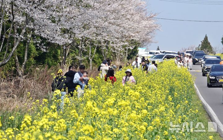 [제주=뉴시스] 오영재 기자 = 맑은 날씨를 보인 5일 오전 제주 서귀포시 표선면 가시리 녹산로 일대에서 상춘객들이 즐거운 시간을 보내고 있다. 2026.04.05. oyj4343@newsis.com