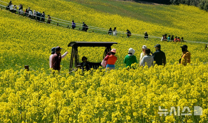 [부안=뉴시스] 김얼 기자 = 완연한 봄 날씨가 이어지고 있는 5일 전북 부안군 수성당을 찾은 시민들이 개화를 시작한 유채꽃을 배경으로 사진을 찍고 있다. 2026.04.05. pmkeul@newsis.com