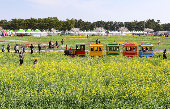 [삼척=뉴시스]홍춘봉 기자 = 강원 삼척시 근덕면 상맹방리 일대에 노란 유채꽃 물결이 어우러진 5일 '2026 삼척맹방유채꽃축제'를 찾은 관광객들이 꽃밭 사이를 달리는 꼬마 기차를 타거나 산책을 즐기며 봄기운을 만끽하고 있다. 지난 3일 개막한 2026 삼척맹방유채꽃축제는 오는 19일까지 17일간 '맹방, 봄으로 활짝 피다'를 주제로 열린다.(사진=삼척시 제공)2026.04.05.phopt@newsis.com *재판매 및 DB 금지
