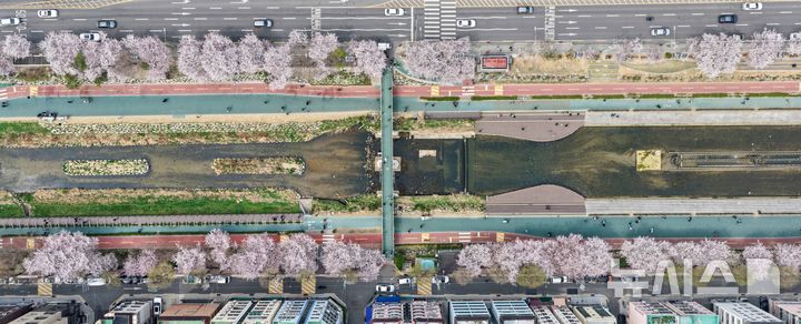 [서울=뉴시스] 김선웅 기자 = 5일 서울 은평구 불광천에 벚꽃이 만개해있다. 2026.04.05. mangusta@newsis.com