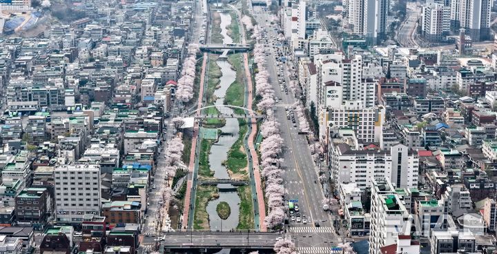 [서울=뉴시스] 김선웅 기자 = 5일 서울 불광천에 벚꽃이 만개해있다. 2026.04.05. mangusta@newsis.com