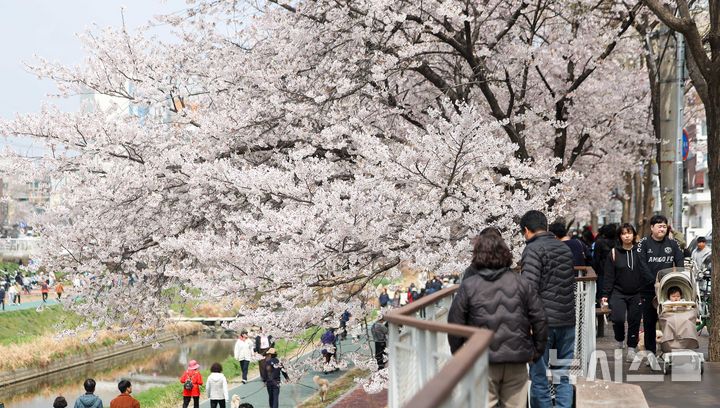 [서울=뉴시스] 김선웅 기자 = 5일 서울 은평구 불광천에 벚꽃이 만개해있다. 2026.04.05. mangusta@newsis.com