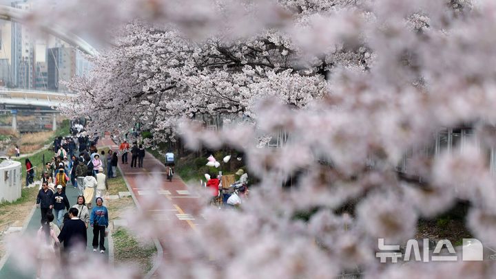 [서울=뉴시스] 김선웅 기자 = 5일 서울 은평구 불광천에 벚꽃이 만개해있다. 2026.04.05. mangusta@newsis.com