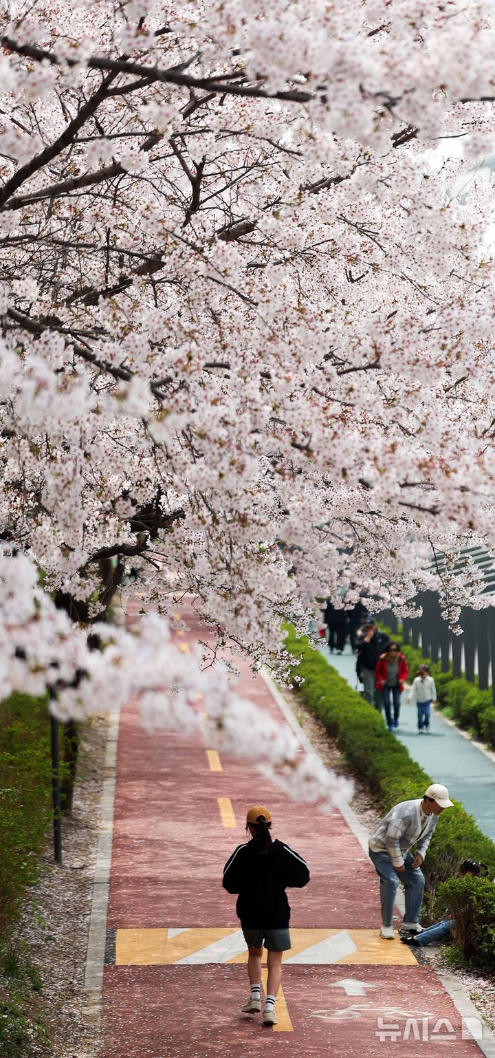 [서울=뉴시스] 김선웅 기자 = 5일 서울 은평구 불광천에 벚꽃이 만개해있다. 2026.04.05. mangusta@newsis.com