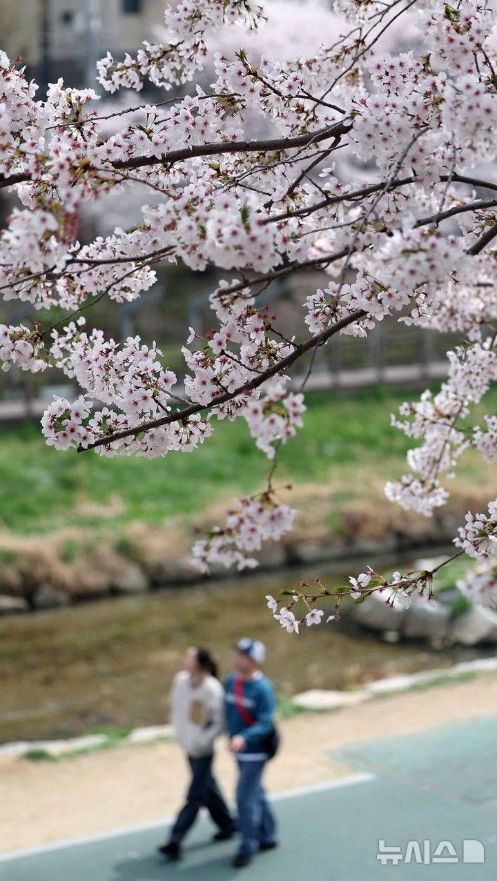 [서울=뉴시스] 김선웅 기자 = 5일 서울 은평구 불광천에 벚꽃이 만개해있다. 2026.04.05. mangusta@newsis.com