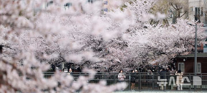 [서울=뉴시스] 김선웅 기자 = 5일 서울 은평구 불광천에 벚꽃이 만개해있다. 2026.04.05. mangusta@newsis.com
