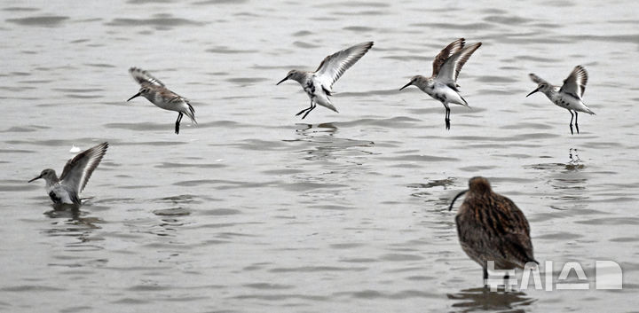 [인천=뉴시스] 전진환 기자 = 5일 오전 인천 남동구 고잔갯벌에서 민물도요가 먹이활동을 하고 있다. 2026.04.05. amin2@newsis.com