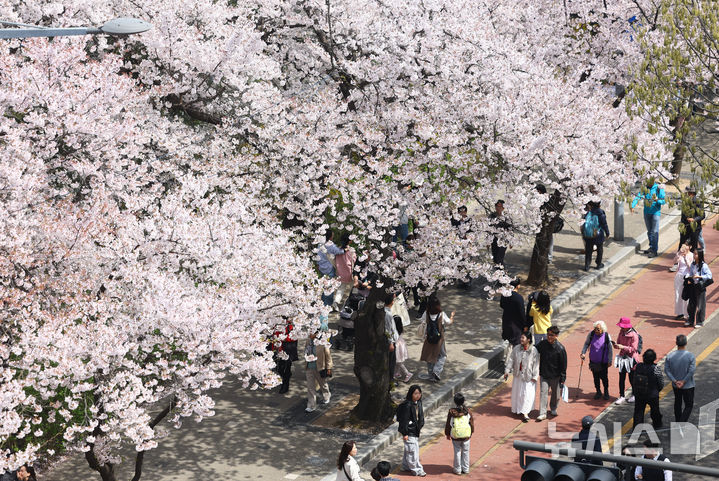 [서울=뉴시스] 황준선 기자 = 지난 5일 서울 여의도 윤중로를 찾은 시민들이 만개한 벚꽃길을 걷고 있다. 2026.04.05. hwang@newsis.com