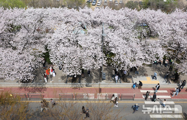 [서울=뉴시스] 황준선 기자 = 5일 서울 여의도 윤중로를 찾은 시민들이 만개한 벚꽃길을 걷고 있다. 2026.04.05. hwang@newsis.com
