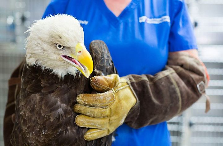[부산=뉴시스] 지난달 열린 야생동물 치유센터프로그램에서 체험을 진행하고 있다. (사진=부산관광공사 제공) 2026.04.06. photo@newsis.com *재판매 및 DB 금지