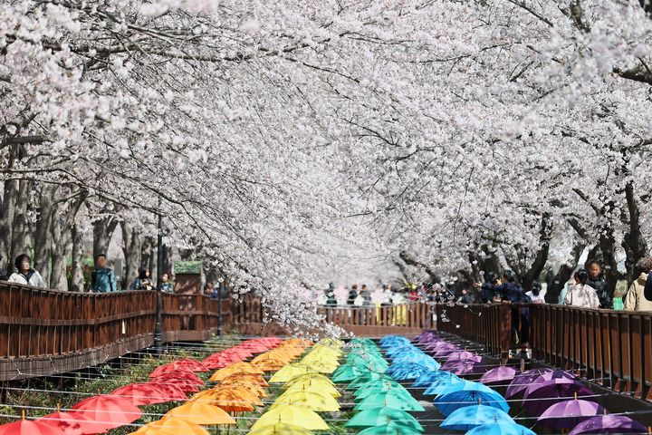 벚꽃으로 물든 진해군항제, MZ 취향 반영 통했다