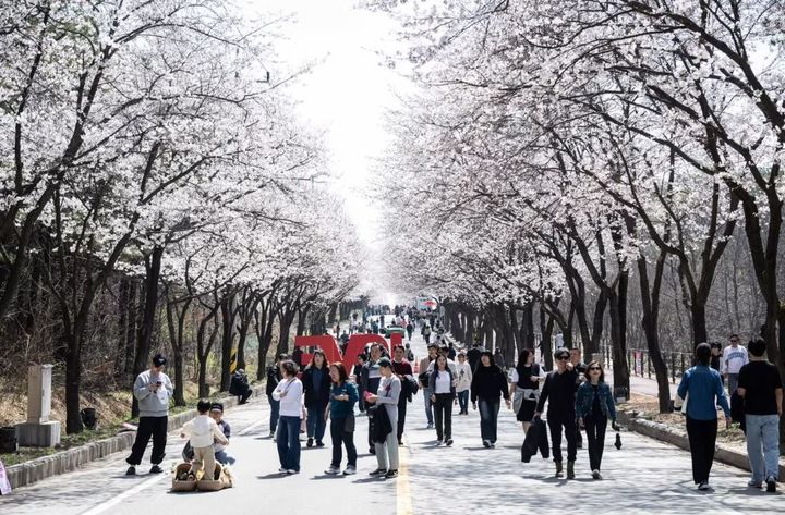 [서울=뉴시스] 여주흥천남한강벚꽃축제. (사진=여주흥천남한강벚꽃축제 홈페이지 캡처) *재판매 및 DB 금지