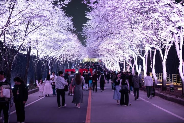 [서울=뉴시스] 여주흥천남한강벚꽃축제. (사진=여주흥천남한강벚꽃축제 홈페이지 캡처) *재판매 및 DB 금지