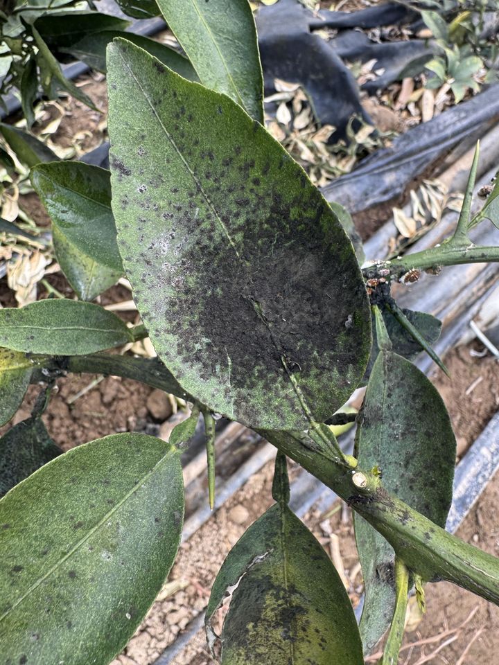 [진주=뉴시스]그을음병.(사진=뉴시스 DB).photo@newsis.com *재판매 및 DB 금지