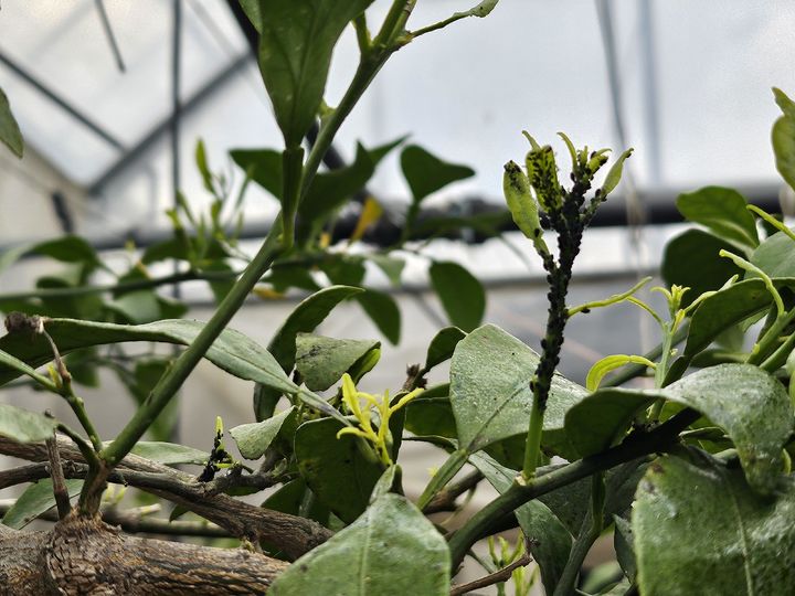 [진주=뉴시스]진딧물.(사진=뉴시스 DB).photo@newsis.com *재판매 및 DB 금지