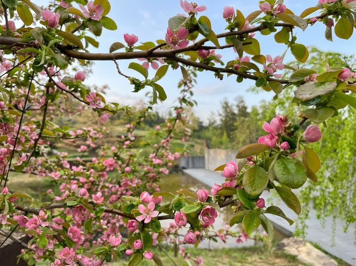 사유원 모과나무 꽃. (사진=사유원) *재판매 및 DB 금지