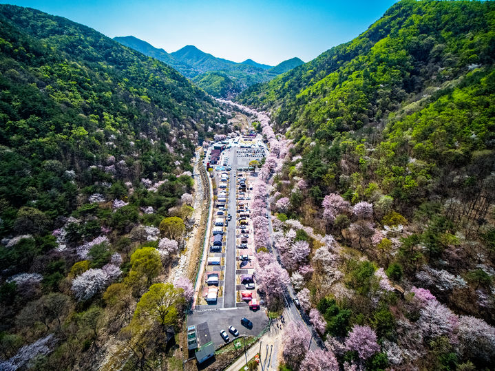 [금산=뉴시스] 금산 보곡산골 산벚꽃축제가 열리는 마을 오토캠핑장. *재판매 및 DB 금지