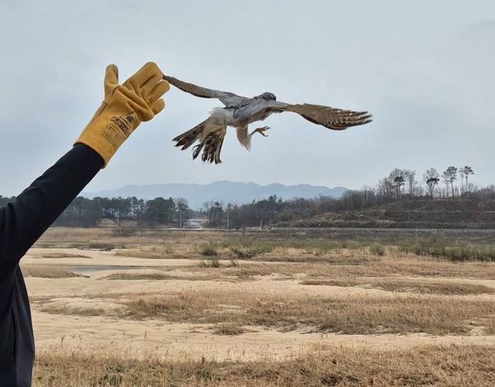[안동=뉴시스] 참매 방사. (사진=경북도 제공) 2026.04.06. photo@newsis.com *재판매 및 DB 금지