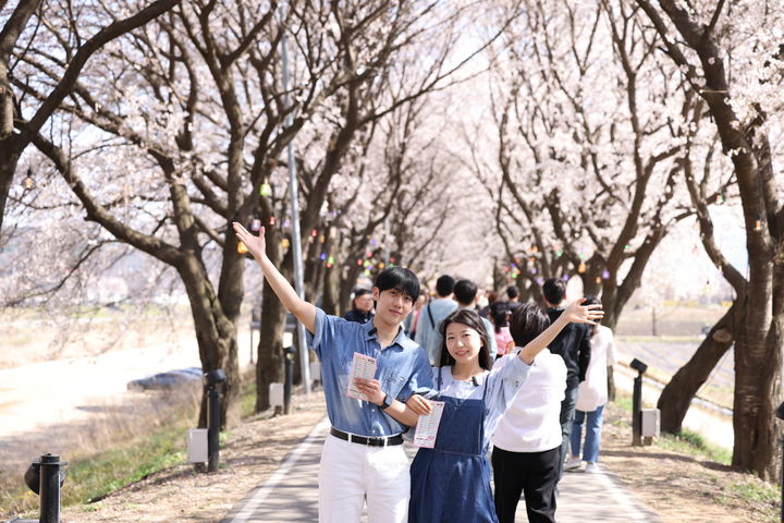 보은 벚꽃길축제(사진=보은군 제공) *재판매 및 DB 금지