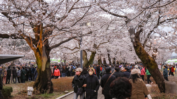 [울산=뉴시스] 울산 울주군은 지난달 31일부터 지난 5일까지 6일간 열린 ‘제7회 울주작천정 벚꽃축제’에 총 26만명이 방문했다고 6일 밝혔다. (사진= 울주군 제공) 2026.04.06.photo@newsis.com *재판매 및 DB 금지