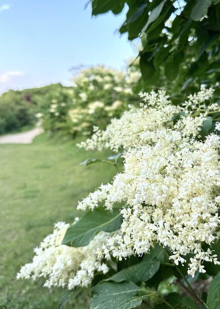 사유원 정향나무 꽃. (사진=사유원) *재판매 및 DB 금지