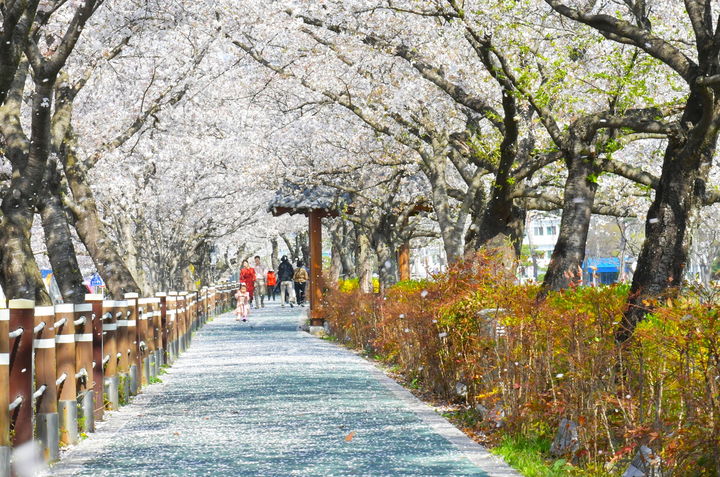 [순창=뉴시스] 순창 경천변 벚꽃길. *재판매 및 DB 금지
