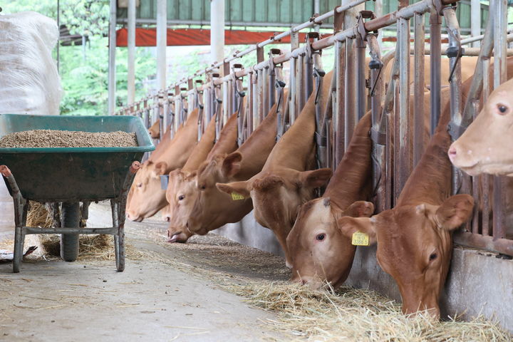 [임실=뉴시스] 임실의 한 축산농가에 사육 중인 한우들. *재판매 및 DB 금지