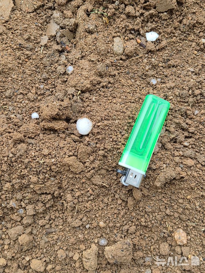 [나주=뉴시스] 이창우 기자= 6일 오후 2시20분께 봄 개화기를 맞은 전남 나주지역 배과수단지에 굵은 우박이 쏟아져 물리적 충격으로 꽃잎이 찢어지고 암술이 손상돼 향후 수정 불능으로 열매가 맺히지 않는 피해가 우려된다. (사진=독자 제공) 2026.06.06. photo@newsis.com