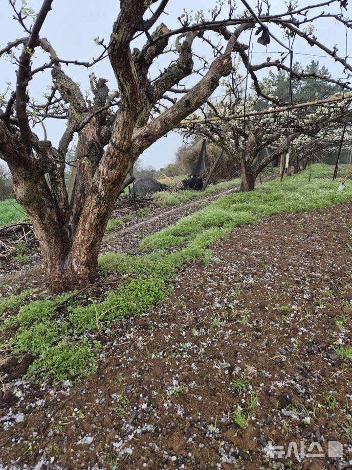 [나주=뉴시스] 이창우 기자= 6일 오후 2시20분께 봄 개화기를 맞은 전남 나주지역 배과수단지에 굵은 우박이 쏟아져 물리적 충격으로 꽃잎이 찢어지고 암술이 손상돼 향후 수정 불능으로 열매가 맺히지 않는 피해가 우려된다. (사진=독자 제공) 2026.06.06. photo@newsis.com