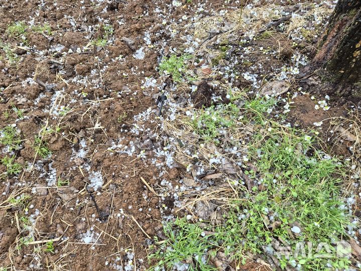 [나주=뉴시스] 이창우 기자= 6일 오후 2시20분께 봄 개화기를 맞은 전남 나주지역 배과수단지에 굵은 우박이 쏟아져 물리적 충격으로 꽃잎이 찢어지고 암술이 손상돼 향후 수정 불능으로 열매가 맺히지 않는 피해가 우려된다. (사진=독자 제공) 2026.06.06. photo@newsis.com