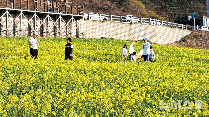 [영광=뉴시스] 전남 영광군 백수해안도로 일대에 유채꽃이 만개해 바다와 어우러진 봄 풍경을 연출하고 있다. (사진=영광군 제공) 2026.04.06. photo@newsis.com