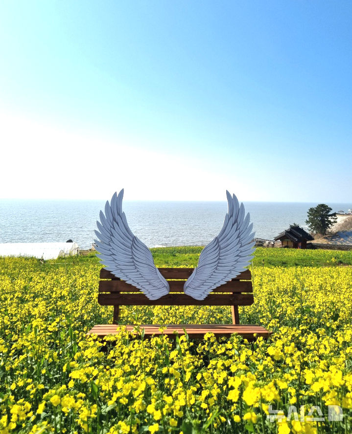 [영광=뉴시스] 전남 영광군 백수해안도로 일대에 유채꽃이 만개해 바다와 어우러진 봄 풍경을 연출하고 있다. (사진=영광군 제공) 2026.04.06. photo@newsis.com