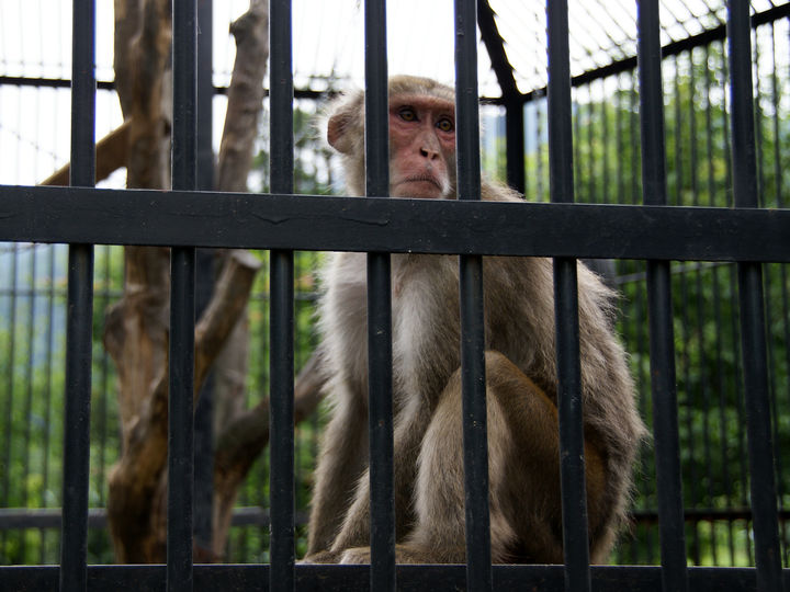[서울=뉴시스] 경상북도 구미시의 한 동물원에서 동물을 열악한 환경에 방치하고, 살아있는 동물을 먹이로 주는 등 학대 행위가 벌어졌다는 논란이 제기됐다. (사진=유토이미지)