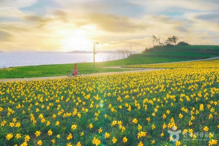 [서울=뉴시스] 섬 수선화축제 전경. (사진 = 한국관광공사) *재판매 및 DB 금지