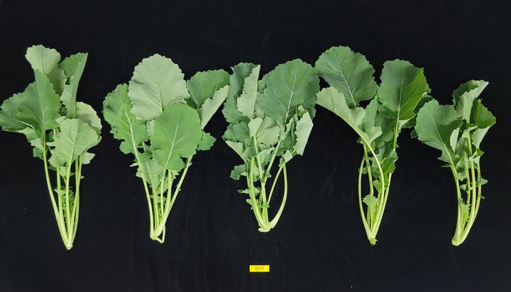 [세종=뉴시스] 농촌진흥청은 유채의 영양 성분을 과학적으로 분석하고 기능성 채소로 활용하기 위한 재배·가공 기술 기반을 마련했다고 7일 밝혔다. 사진은 채소용 유채. (사진=농진청 제공) 2026.04.07. photo@newsis.com *재판매 및 DB 금지