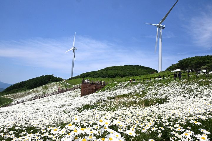 [평창=뉴시스] 청옥산 야생화 생태 단지. (사진=평창군 제공) 2026.04.07. photo@newsis.com *재판매 및 DB 금지