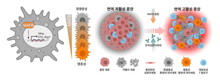 [서울=뉴시스] 대식세포 MAFB 발현 억제에 의한 면역관문억제제 치료 효과 증진 모식도. (사진=고려대 제공) 2026.04.07. photo@newsis.com *재판매 및 DB 금지