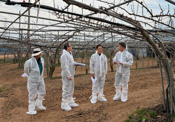 [무안=뉴시스] 전남도, 배 냉해 예방 현장점검. (자료사진 = 전남도 제공). 2026.04.07. photo@newsis.com *재판매 및 DB 금지