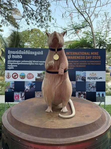 [서울=뉴시스] 수백 개의 지뢰를 탐지해 수많은 생명을 구한 '영웅 쥐' 마가와의 업적을 기리는 석상이 캄보디아 시엠립에 세워졌다. (사진=엑스 캡처) *재판매 및 DB 금지