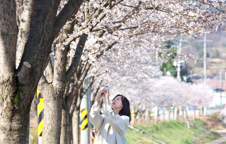 [임실=뉴시스] 김얼 기자 = 7일 전북 임실군 임실천변을 찾은 관광객이 만개한 벚꽃 아래에서 사진을 찍으며 봄 정취를 만끽하고 있다. (사진=임실군청 제공) 2026.04.07. photo@newsis.com *재판매 및 DB 금지