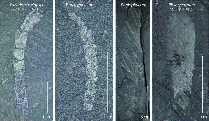 [진주=뉴시스]건조기후에 적응된 소엽침엽수 (카이로레피드과 [Cheirolepidiaceae] 등)의 대표 사진.(사진=진주교대 제공).2026.04.07.photo@newsis.com *재판매 및 DB 금지
