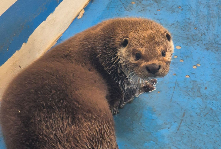 [광주=뉴시스] 광주우치공원관리사무소 천연기념물 제330호, 멸종위기 야생동물 Ⅰ급 수달. (사진=광주우치공원관리사무소 제공). photo@newsis.com *재판매 및 DB 금지