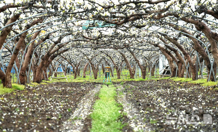 [나주=뉴시스] 지난 6일 내린 우박으로 나주 배 농가의 배꽃 약 20%가 피해를 본 것으로 잠정 집계됐다. (사진=나주시 제공) photo@newsis.co