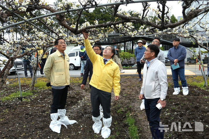 [나주=뉴시스] 강상구 나주시장 권한대행(가운데)이 지난 6일 우박 피해를 본 노안면 배 농가를 방문해 피해 상황을 살펴보고 있다. (사진=나주시 제공) photo@newsis.com