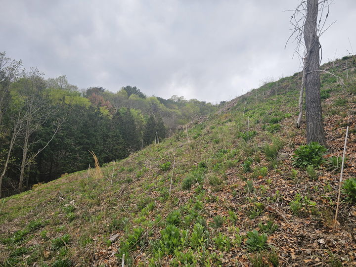 [진주=뉴시스]진주시, 2026년 조림·숲가꾸기 사업 본격 추진.(사진=진주시 제공).2026.04.08.photo@newsis.com *재판매 및 DB 금지